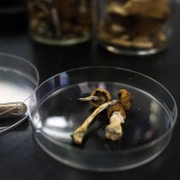 Two Cancer Patients Battle to Make Psilocybin Accessible for Palliative&nbsp;Care